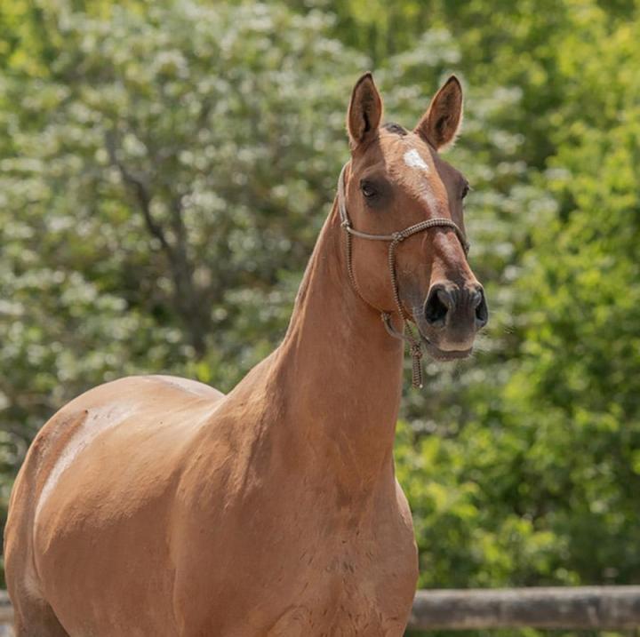 Dresseur de chevaux La Fare-les-Oliviers