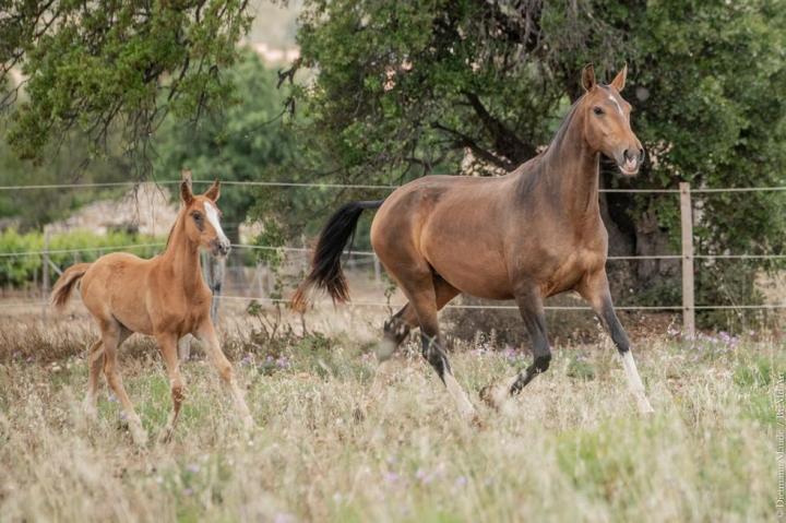 Pluma MAC et sa pouliche Tahoma do Rima, née en 2023