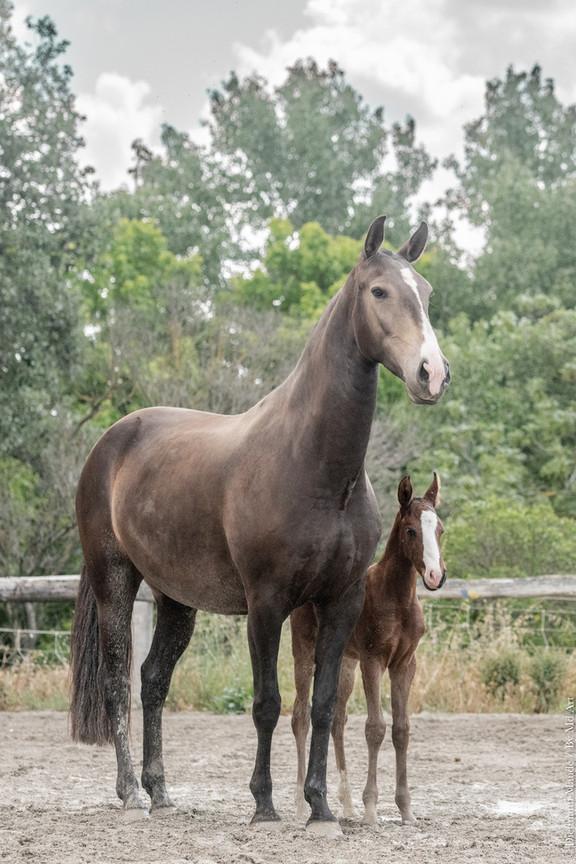 Louna du Castel, jument de l'élevage do rima à La-Fare-les-Oliviers, avec sa pouliche Trinca do Rima