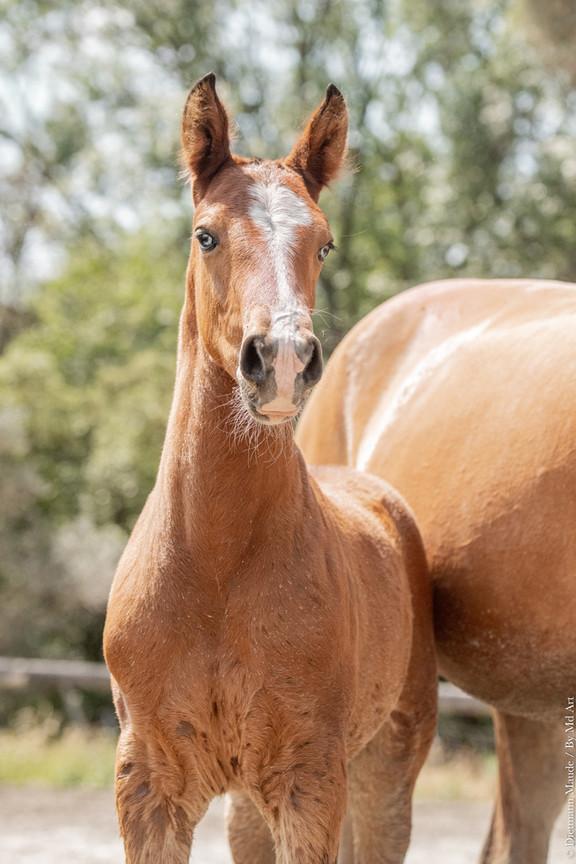 Ti Amo Do Rima, cheval lusitanien