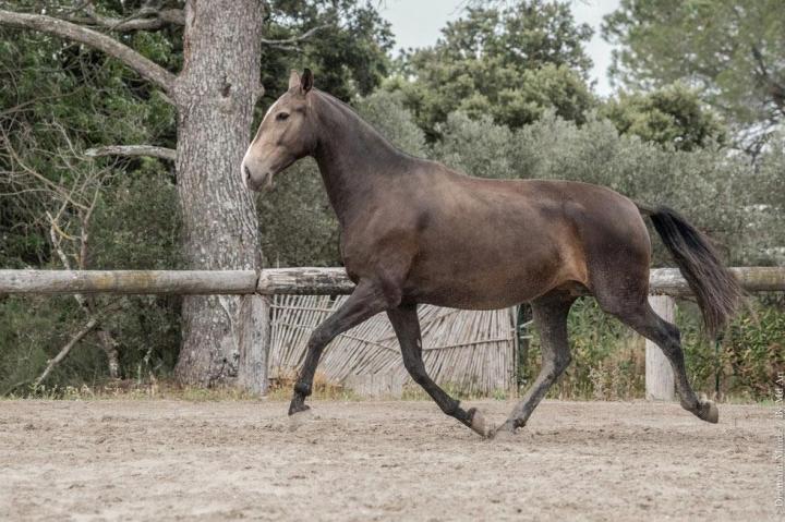 Dressage chevaux La Fare-les-Oliviers