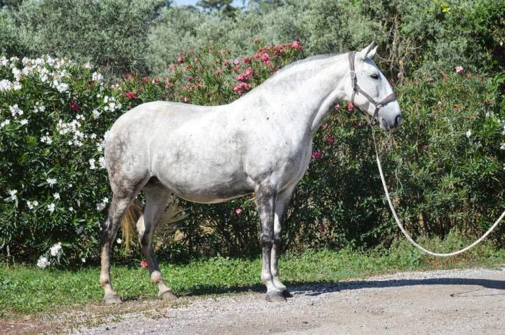 Hortela, jument poulinière