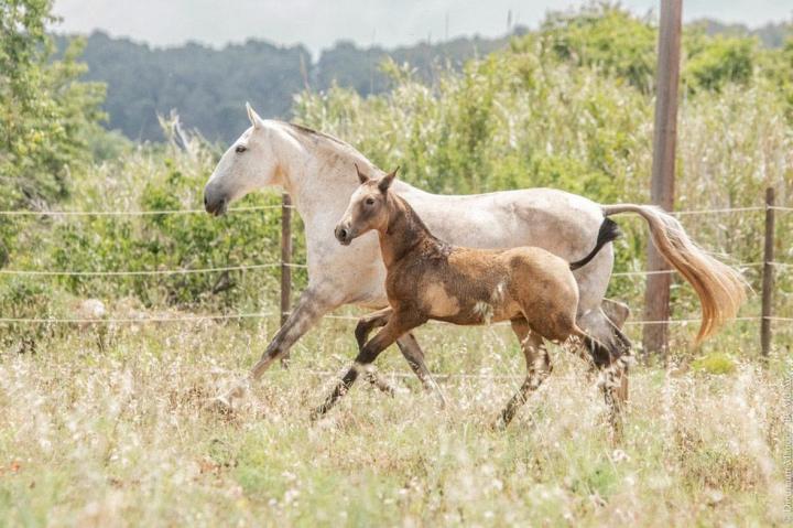 Hortela, jument lusitanienne de l'Elevage Do Rima, avec son poulain Tesouro Do Rima
