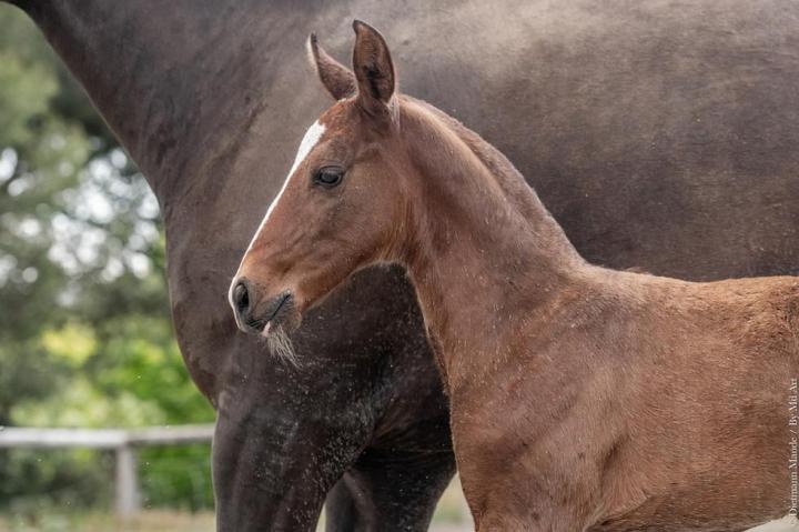 Élevage chevaux lusitaniens La Fare-les-Oliviers 