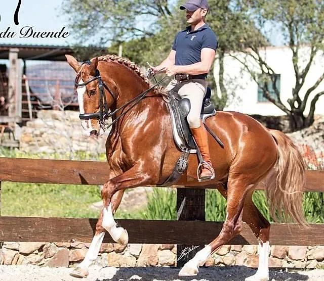 Dressage chevaux La Fare-les-Oliviers