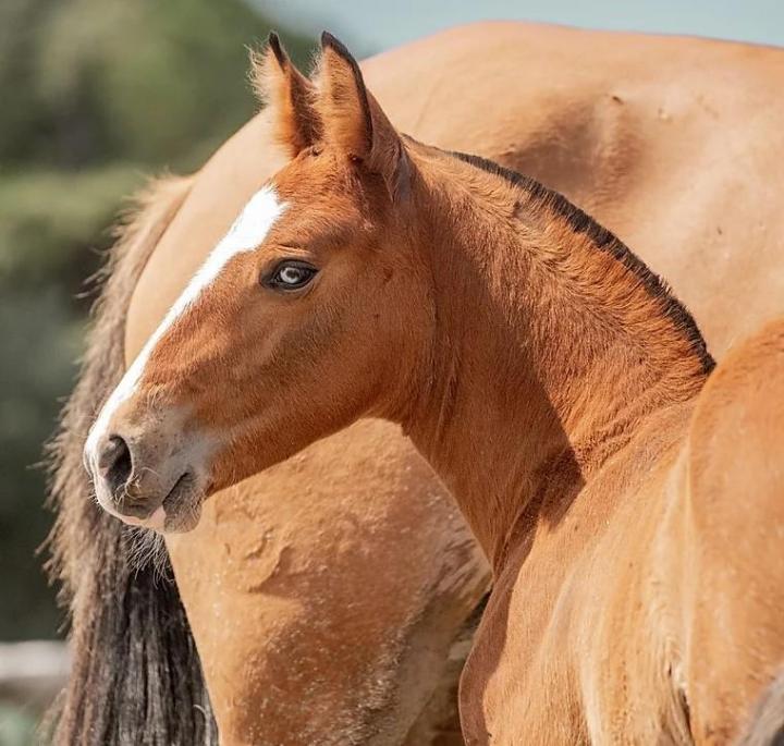 Élevage chevaux lusitaniens La Fare-les-Oliviers