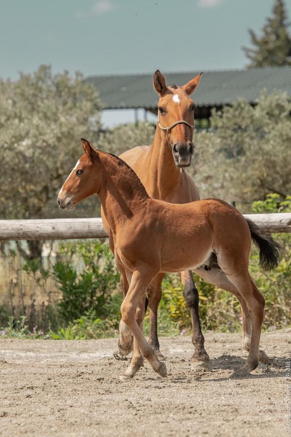 Le beau poulain aux yeux bleus de l'Elevage Do Rima | Chevaux Lusitaniens