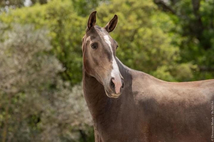 Louna du Castel, jument de l'élevage do rima à La-Fare-les-Oliviers
