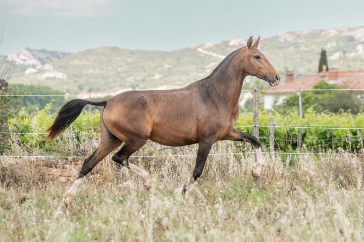 Pluma MAC - Jument lusitanienne de l'élevage do rima