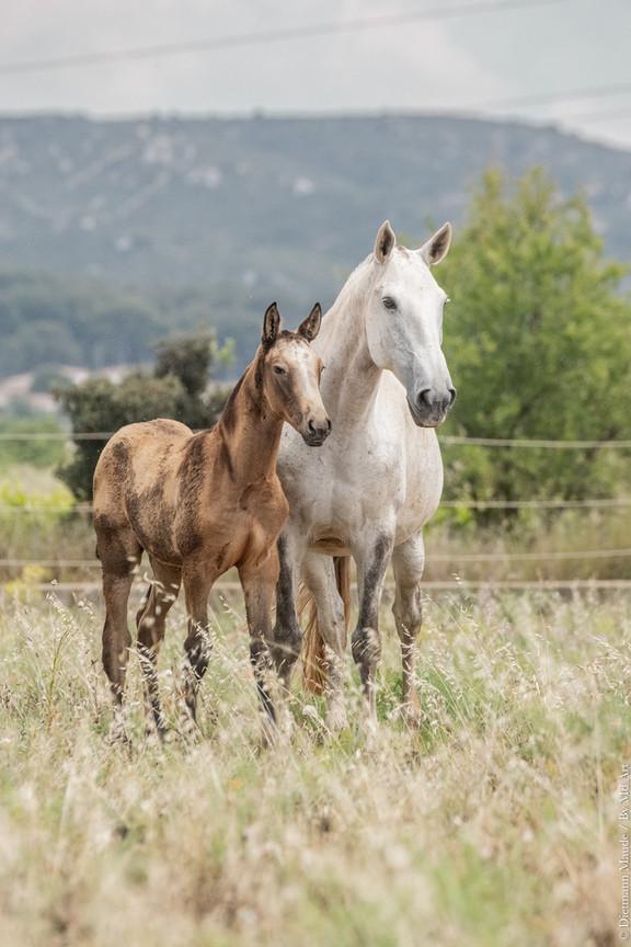 Hortela, jument lusitanienne de l'Elevage Do Rima, avec son poulain Tesouro Do Rima