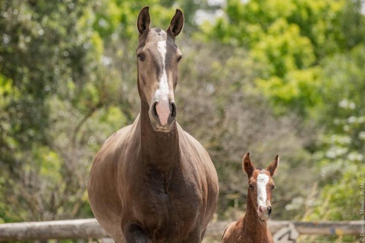 Dresseur de chevaux La Fare-les-Oliviers