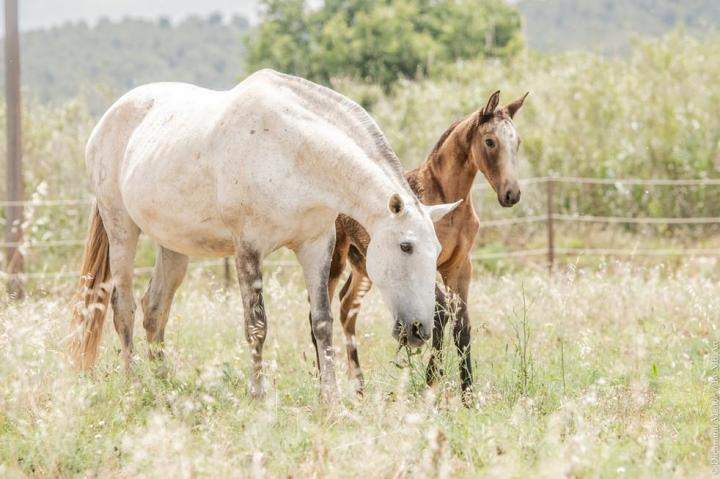 Élevage chevaux lusitaniens La Fare-les-Oliviers 