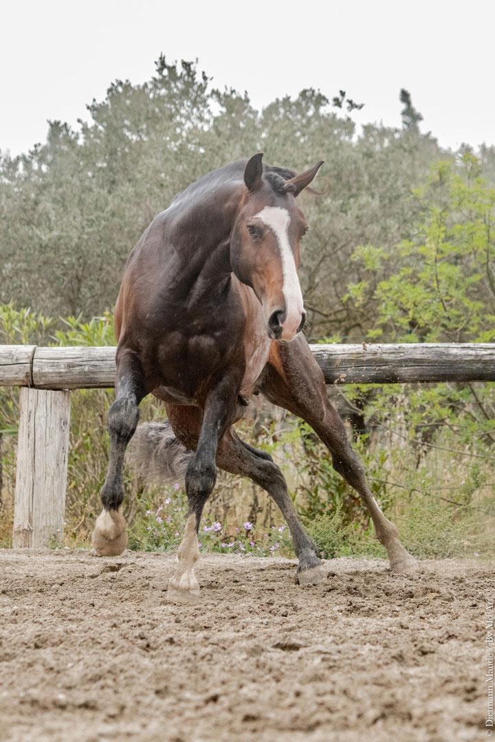 Ora-Bem, étalon lusitanien reproducteur à l'élevage do rima chevaux lusitaniens