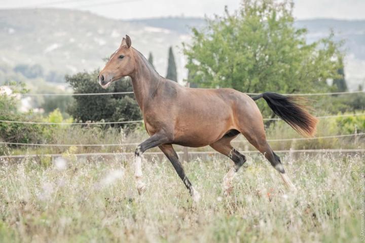 Pluma MAC - Jument lusitanienne de l'élevage do rima
