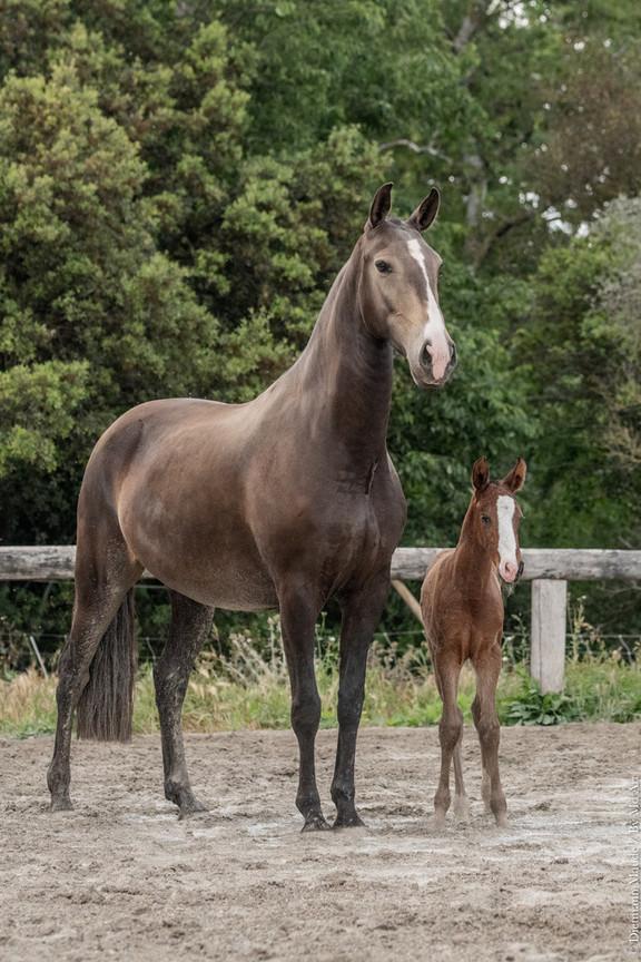 Élevage chevaux lusitaniens La Fare-les-Oliviers 