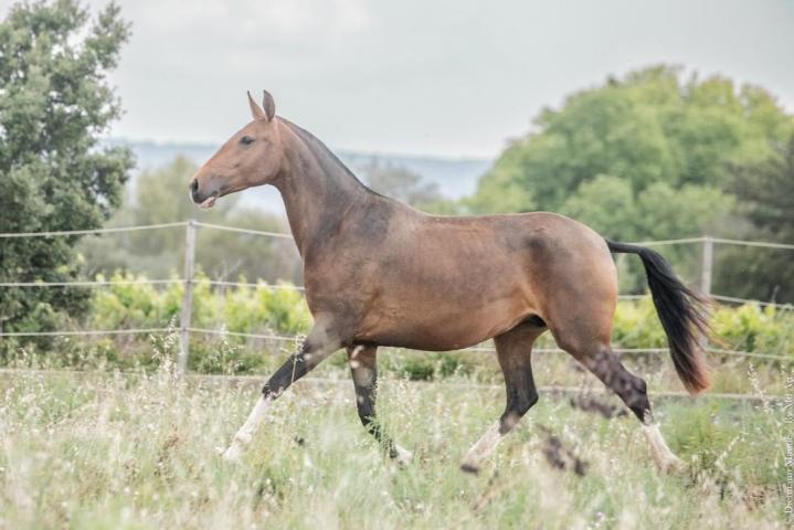 Pluma MAC - Jument lusitanienne de l'élevage do rima