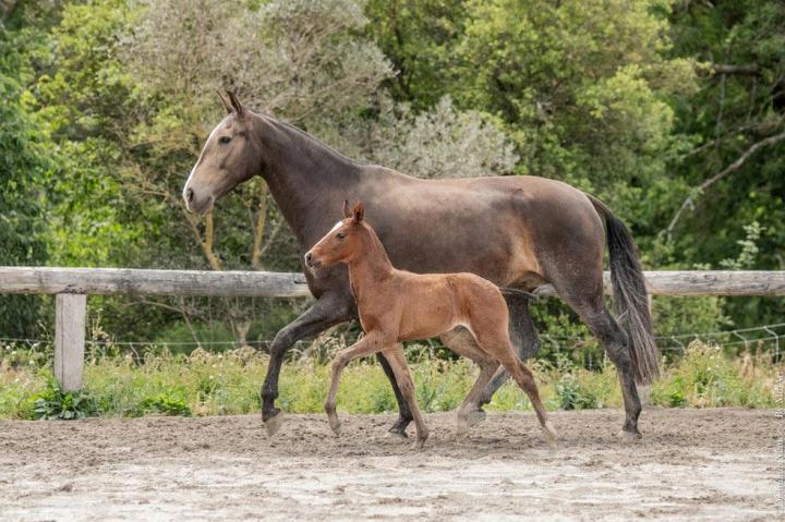 Louna du Castel, jument de l'élevage do rima à La-Fare-les-Oliviers, avec sa pouliche Trinca do Rima