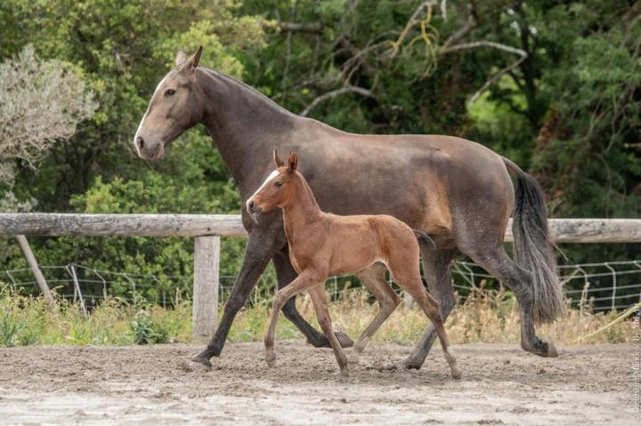 Trinca do Rima - Pouliche psl par Louna du Castel et Ora-Bem