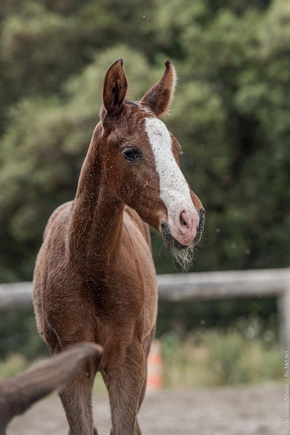 Trinca do Rima - Pouliche psl par Louna du Castel et Ora-Bem