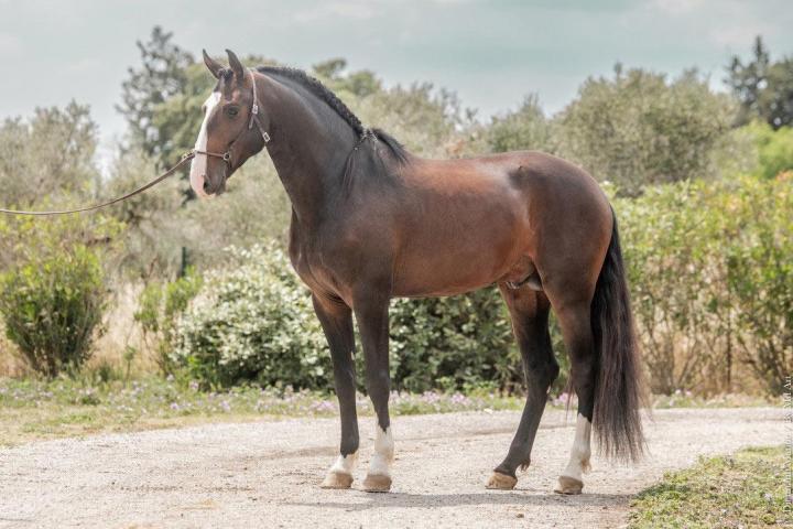 Ora-Bem, étalon lusitanien reproducteur à l'élevage do rima chevaux lusitaniens