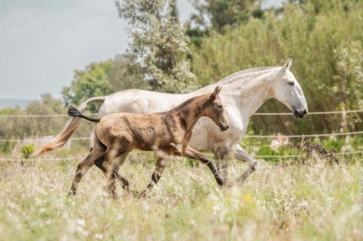 Hortela, jument lusitanienne de l'Elevage Do Rima, avec son poulain Tesouro Do Rima
