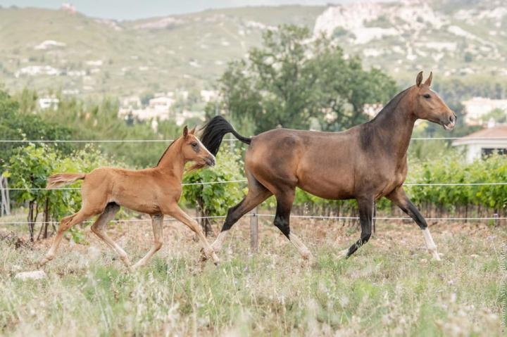 Pluma MAC et sa pouliche Tahoma do Rima, née en 2023