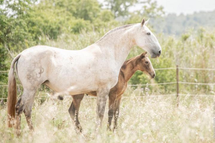 Hortela, jument lusitanienne  et son poulain, à l'Elevage Do Rima
