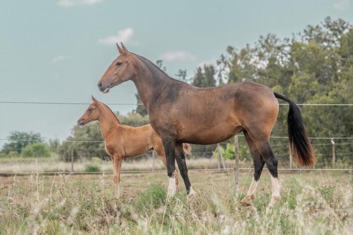 Pluma MAC et sa pouliche Tahoma do Rima, née en 2023