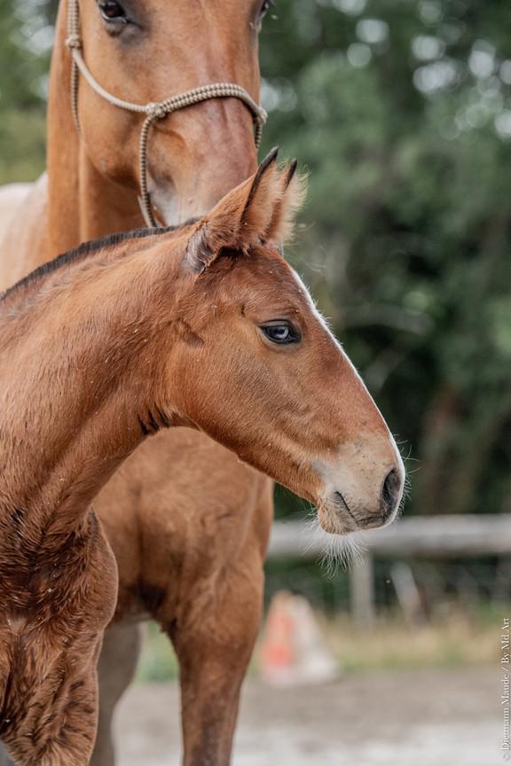 Ti Amo do Rima, cheval lusitanien - Elevage Do Rima | Chevaux Lusitaniens