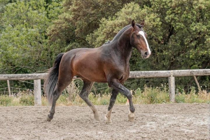 Ora-Bem, étalon lusitanien reproducteur à l'élevage do rima chevaux lusitaniens