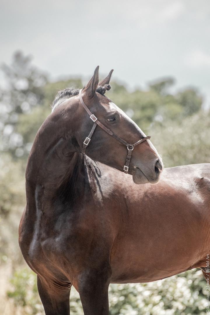 Ora-Bem, étalon lusitanien reproducteur à l'élevage do rima chevaux lusitaniens