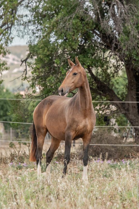 Pluma - Jument lusitanienne