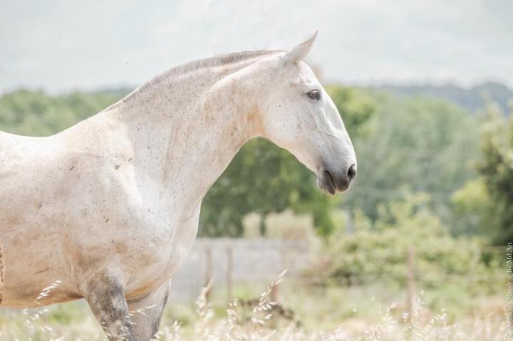 Hortela, jument lusitanienne de l'Elevage Do Rima