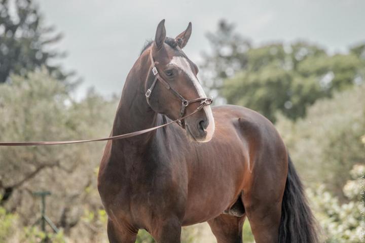 Ora-Bem, étalon lusitanien reproducteur à l'élevage do rima chevaux lusitaniens