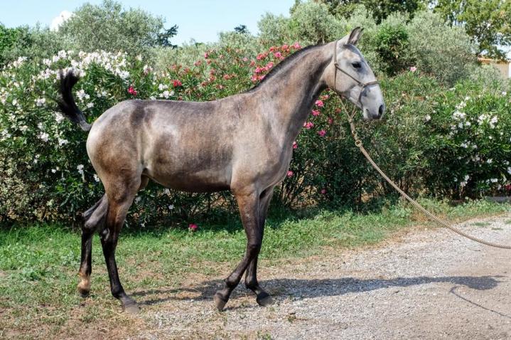 Dresseur de chevaux La Fare-les-Oliviers
