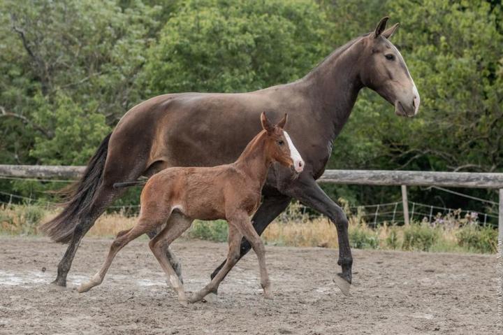Louna du Castel, jument de l'élevage do rima à La-Fare-les-Oliviers, avec sa pouliche Trinca do Rima