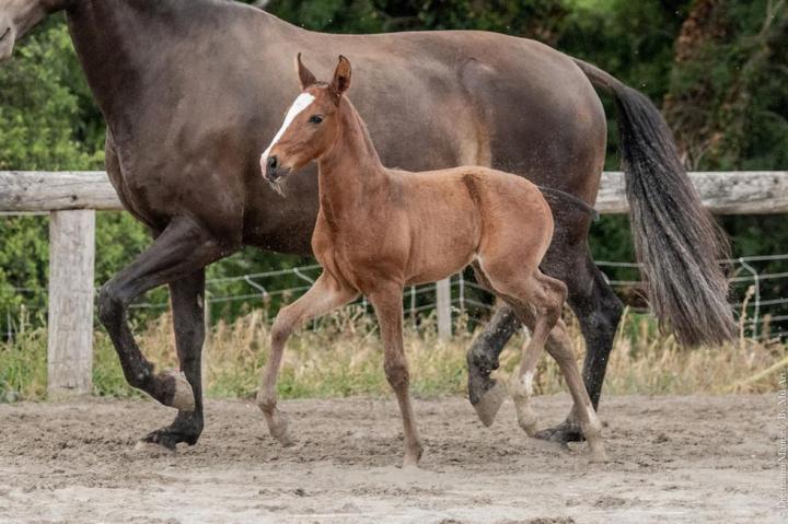 Trinca do Rima - Pouliche psl par Louna du Castel et Ora-Bem