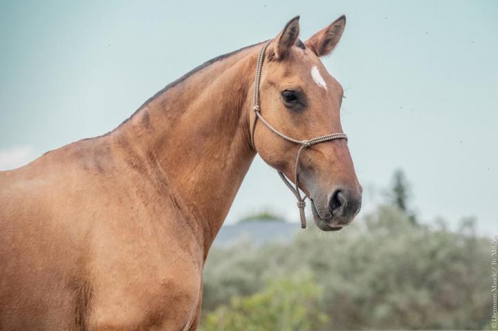 Élevage chevaux La Fare-les-Oliviers