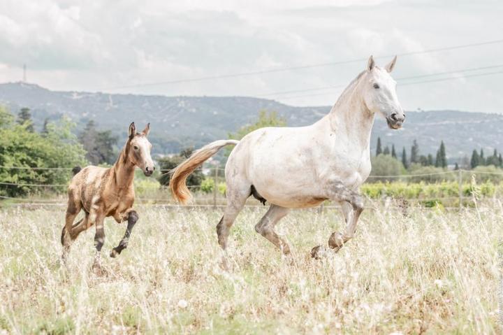 Élevage chevaux lusitaniens La Fare-les-Oliviers 