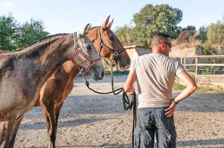 Vente chevaux La Fare-les-Oliviers