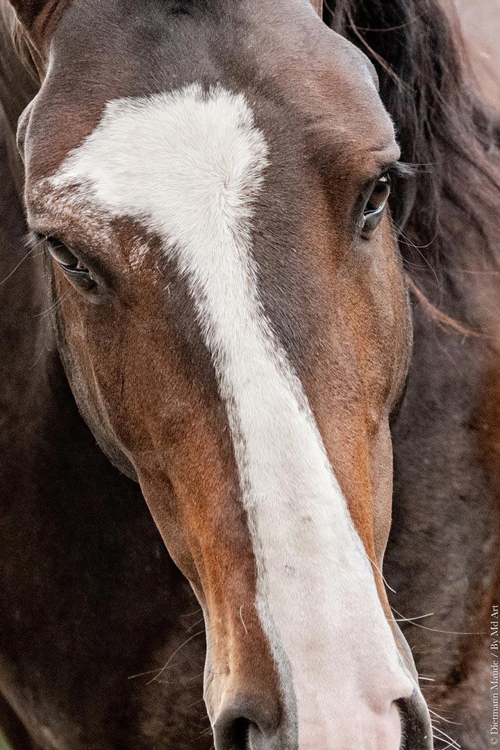 Ora-Bem, étalon lusitanien reproducteur à l'élevage do rima chevaux lusitaniens