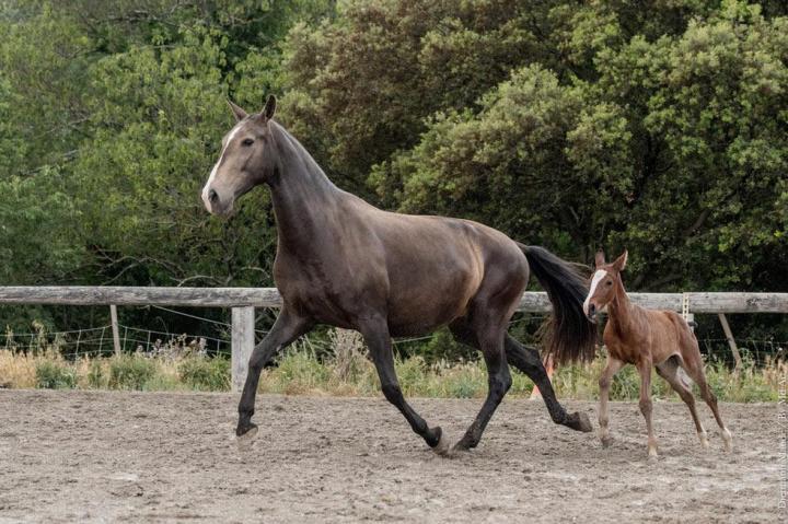 Louna du Castel, jument de l'élevage do rima à La-Fare-les-Oliviers, avec sa pouliche Trinca do Rima