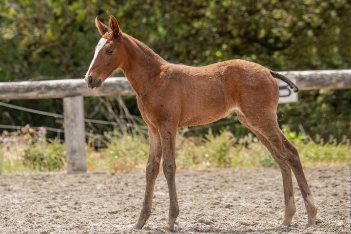 Trinca do Rima - Pouliche psl par Louna du Castel et Ora-Bem