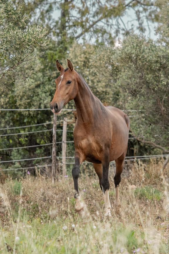 Pluma MAC - Jument lusitanienne de l'élevage do rima