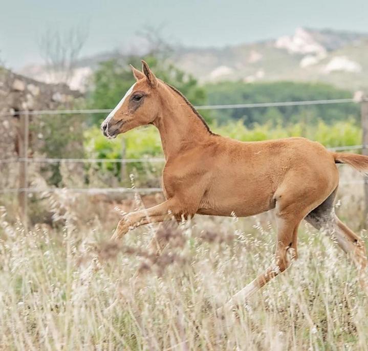 Élevage chevaux lusitaniens La Fare-les-Oliviers