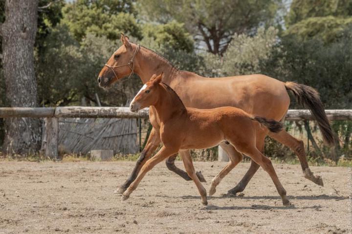 Gira et son poulain, Ti Amo do Rima