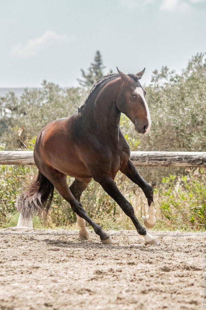 Ora-Bem, étalon lusitanien reproducteur à l'élevage do rima chevaux lusitaniens