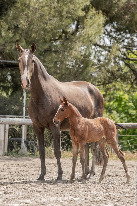 Louna du Castel, jument de l'élevage do rima à La-Fare-les-Oliviers, avec sa pouliche Trinca do Rima