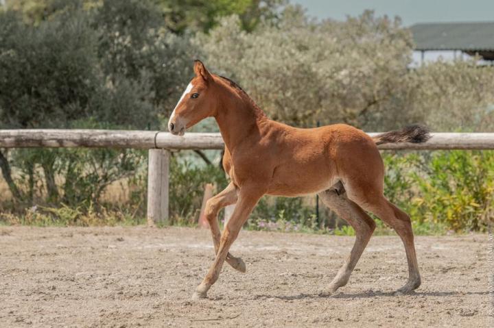 Ti Amo do Rima, cheval lusitanien - Elevage Do Rima | Chevaux Lusitaniens