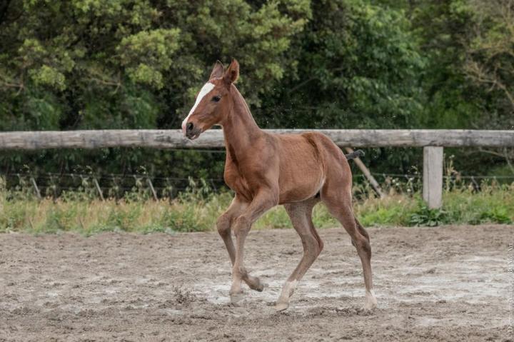 Élevage chevaux La Fare-les-Oliviers